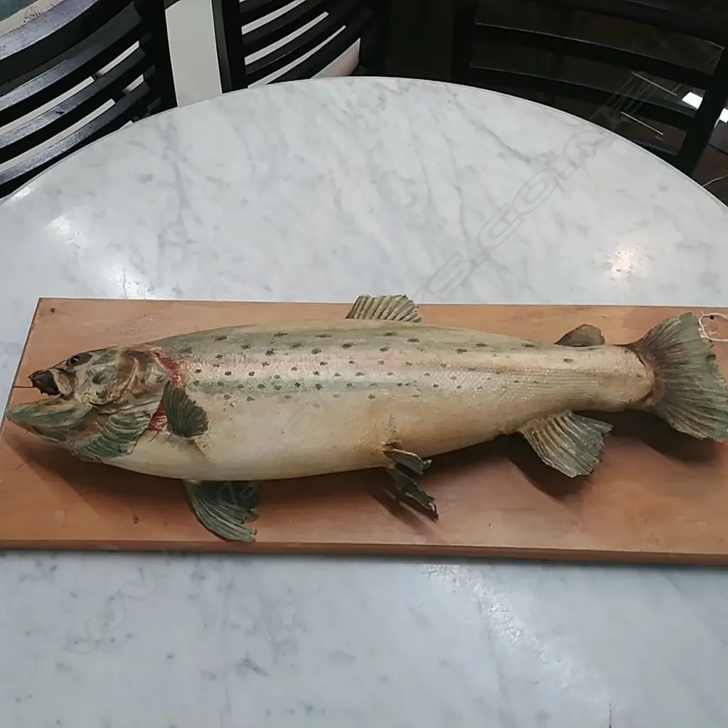 WALL MOUNTED RAINBOW TROUT AF Image 1++