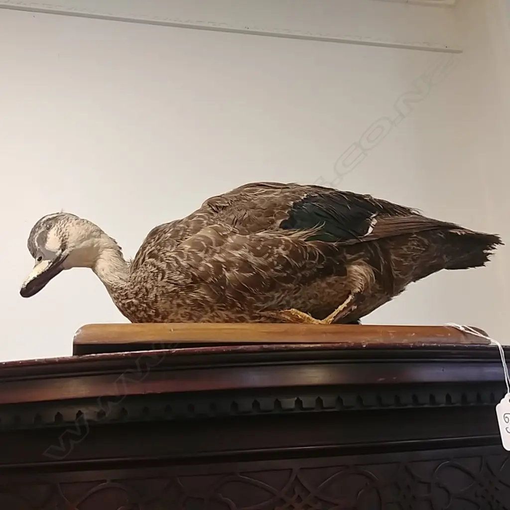 TAXIDERMY FEMALE DUCK Image 1++