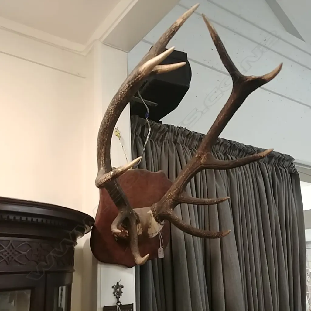 MOUNTED OLD PR STAGS ANTLERS Image 1++