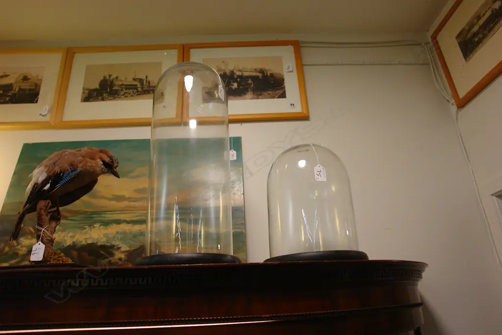2 GLASS DISPLAY DOMES + STANDS, 280 & 480MM Image 1++