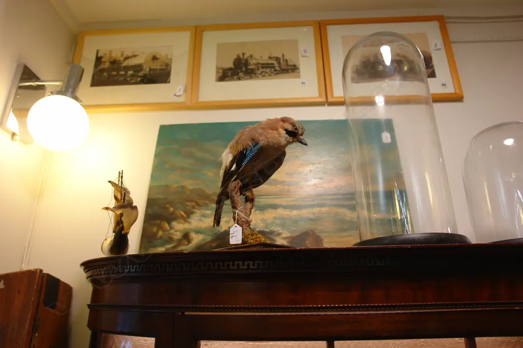 TAXIDERMY BIRD ON STAND Image 1++