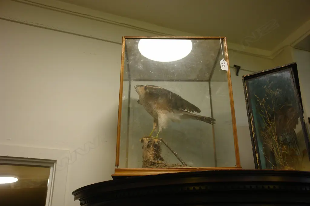 CASED BIRD OF PREY Image 1++