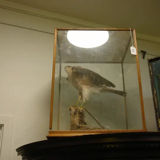 CASED BIRD OF PREY
