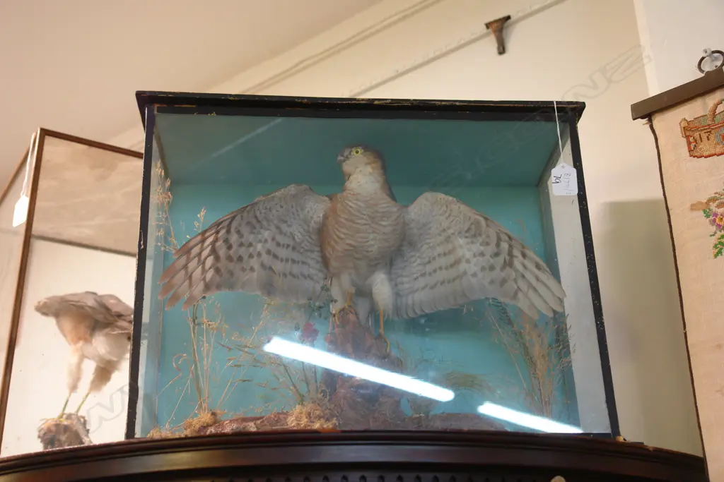 CASED BIRD OF PREY Image 1++