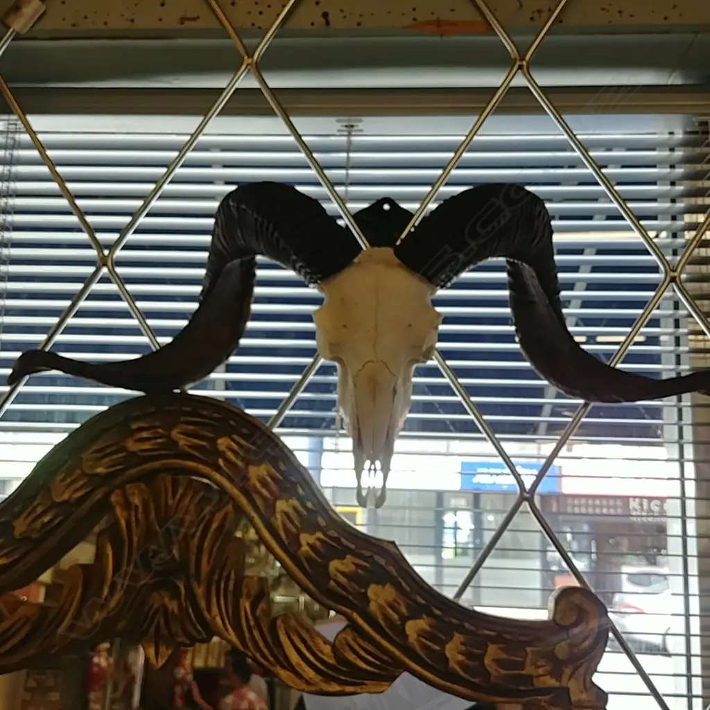 WALL MOUNTED GOAT'S SKELETAL HEAD W HORNS Image 1++