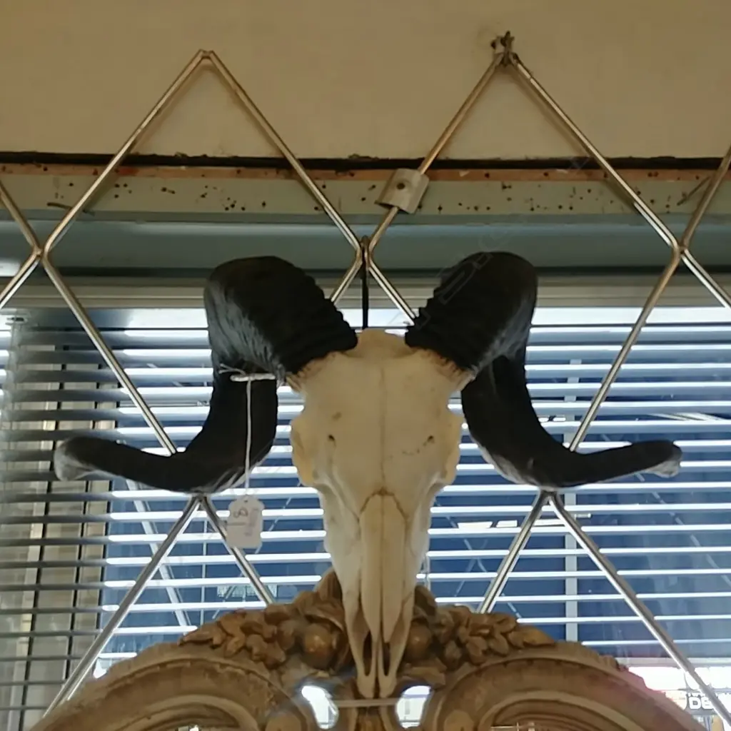 GOAT'S SKELETAL HEAD W HORNS Image 1++