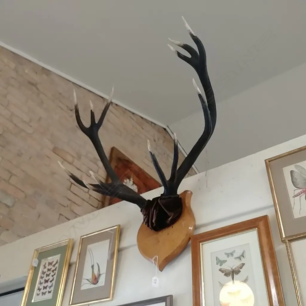 12 POINTERS ANTLER ON SHIELD  Image 1++