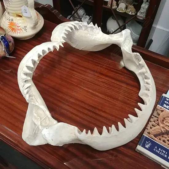 CAST SHARKS JAWS