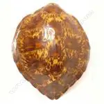 A large turtle shell Image 1++