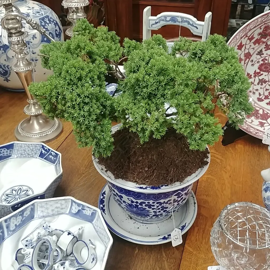 BONSAI - SINGLE TRUNK Image 1++