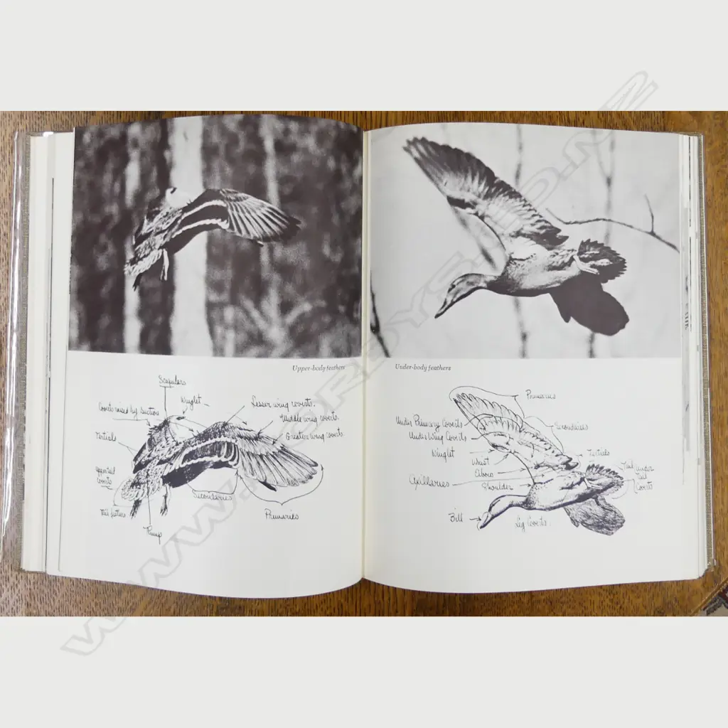 Edgar Queeny 'Prairie Wings. Pen and Camera Flight Studies' Image 1++