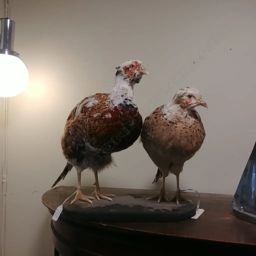 PAIR OF PHEASANTS Image 1++