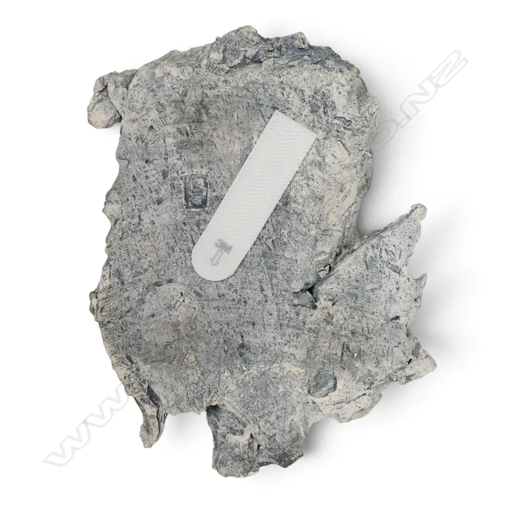 Lindsay Bedgoni dove, Image 1++