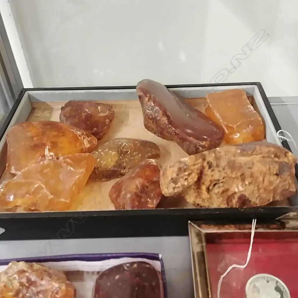 TRAY KAURI GUM NUGGETS Image 1++