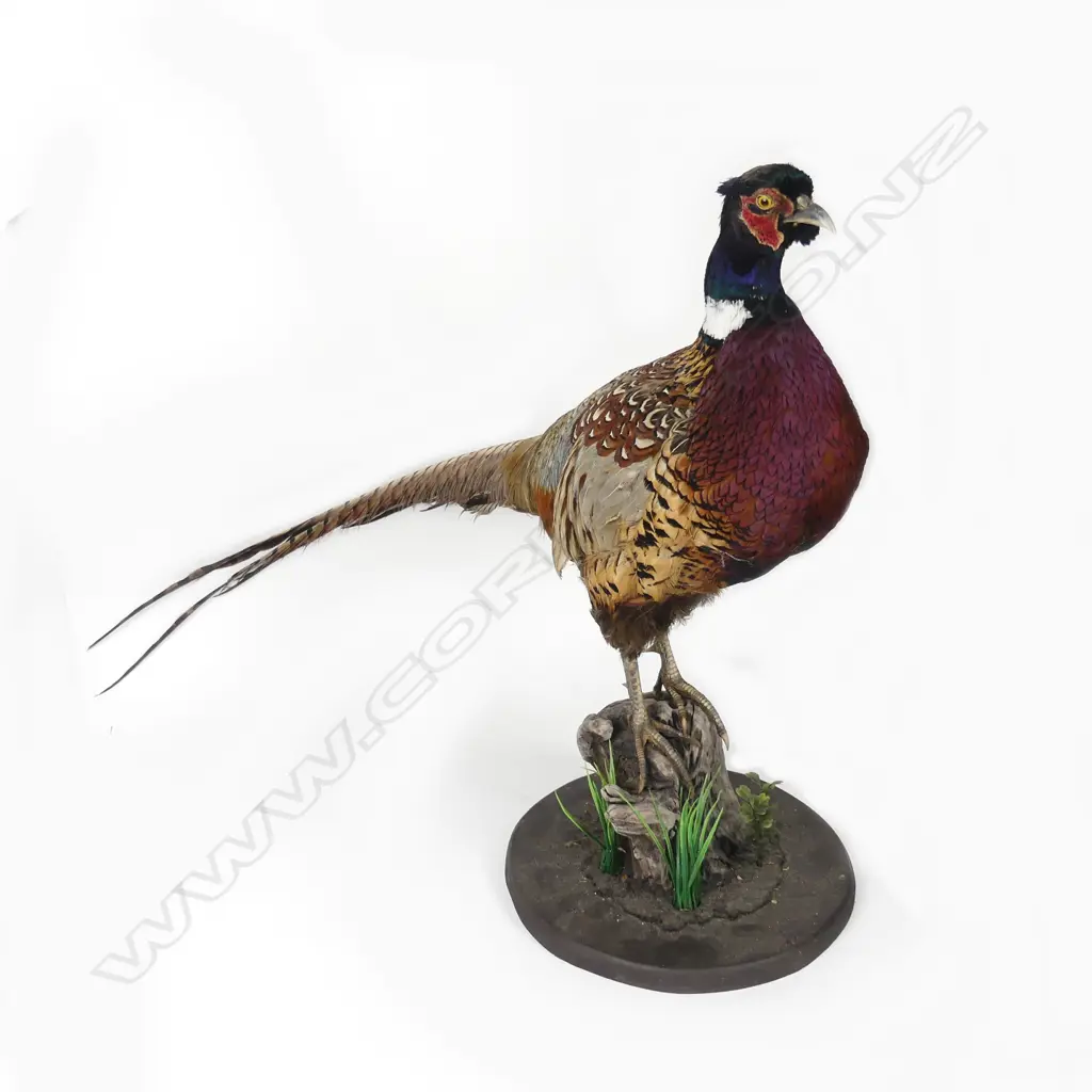 A taxidermy cock pheasant Image 1++