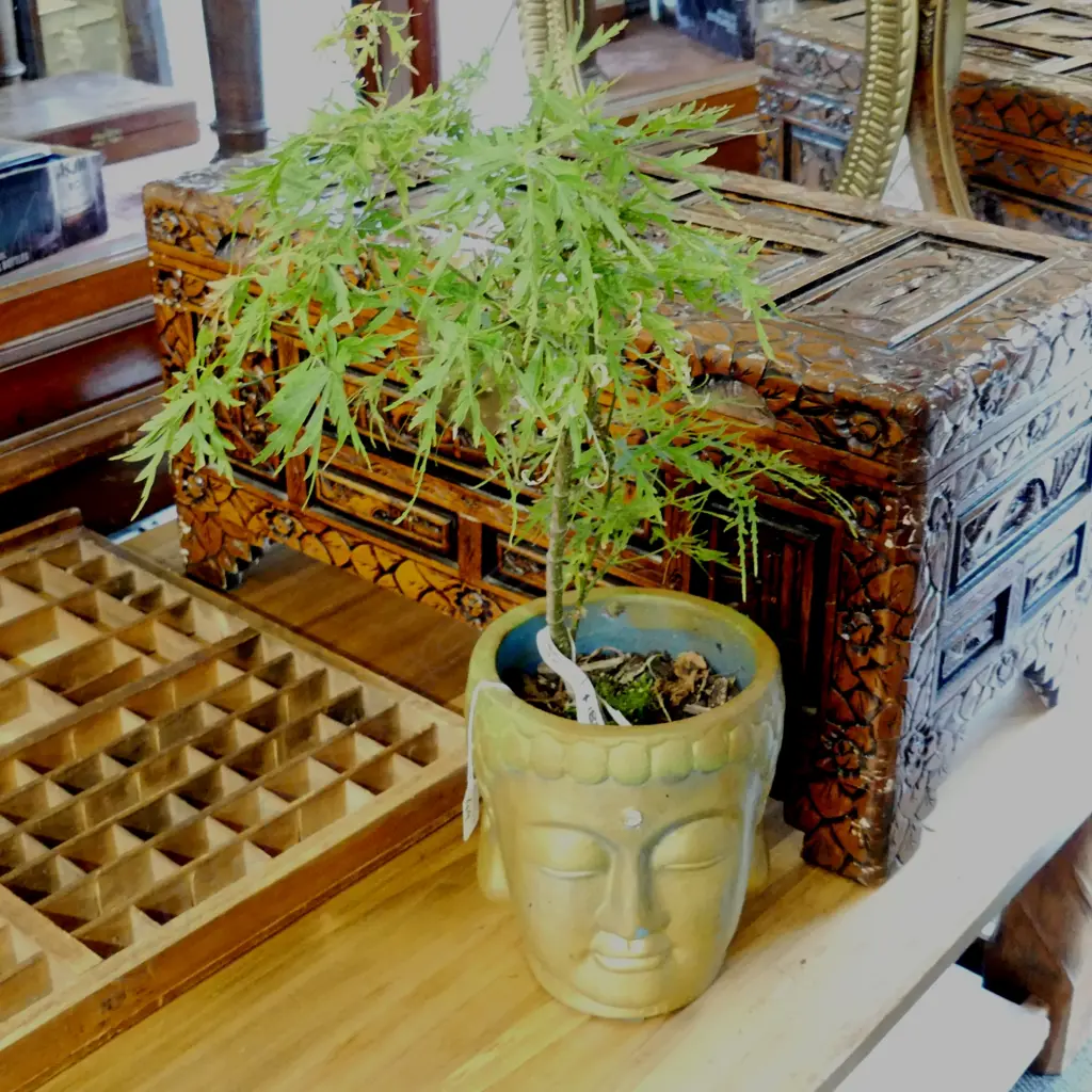 BONSAI MAPLE  POT PLANT Image 1++