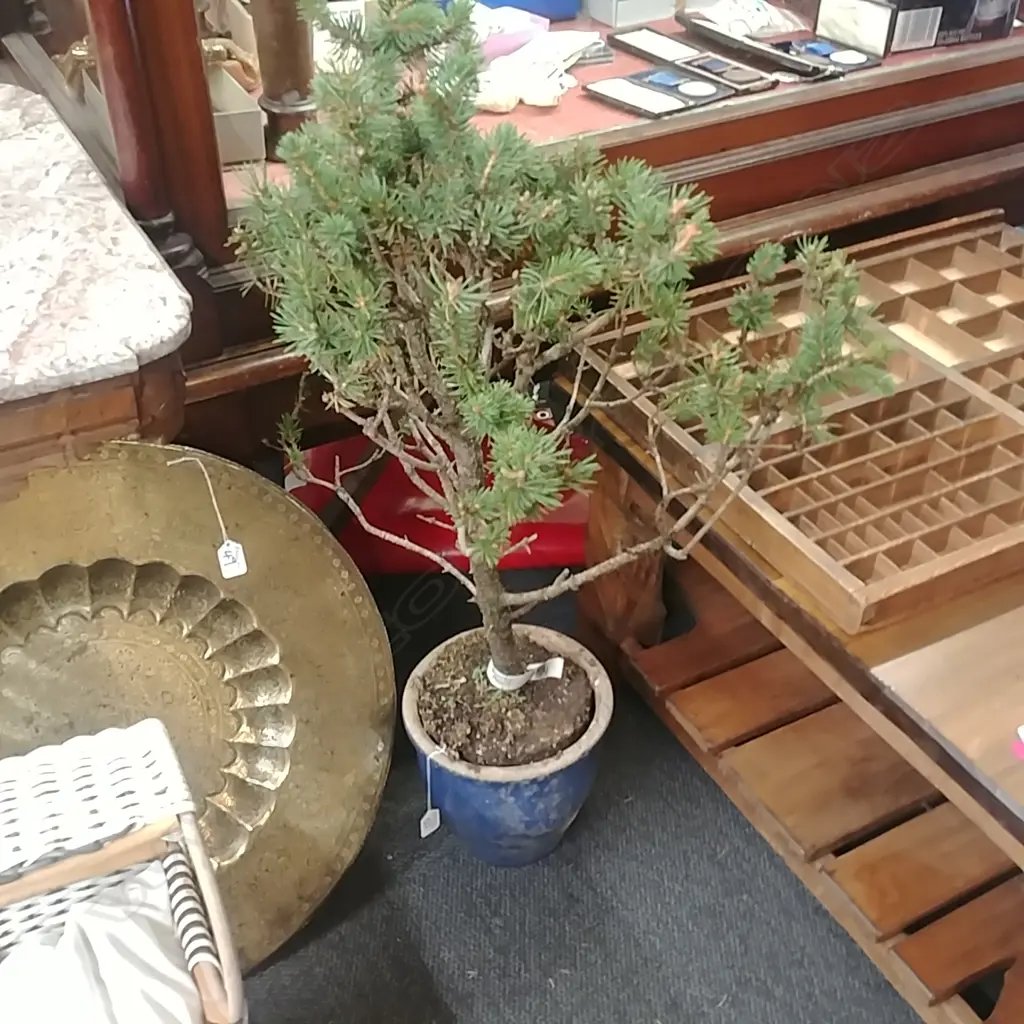 BONSAI SPRUCE POT PLANT Image 1++