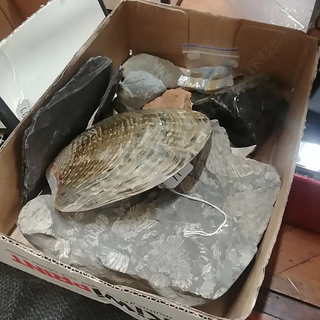 BOX FOSSIL ROCK MOP SHELL ETC Image 1++