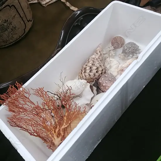 BOX OF SHELLS & CORAL