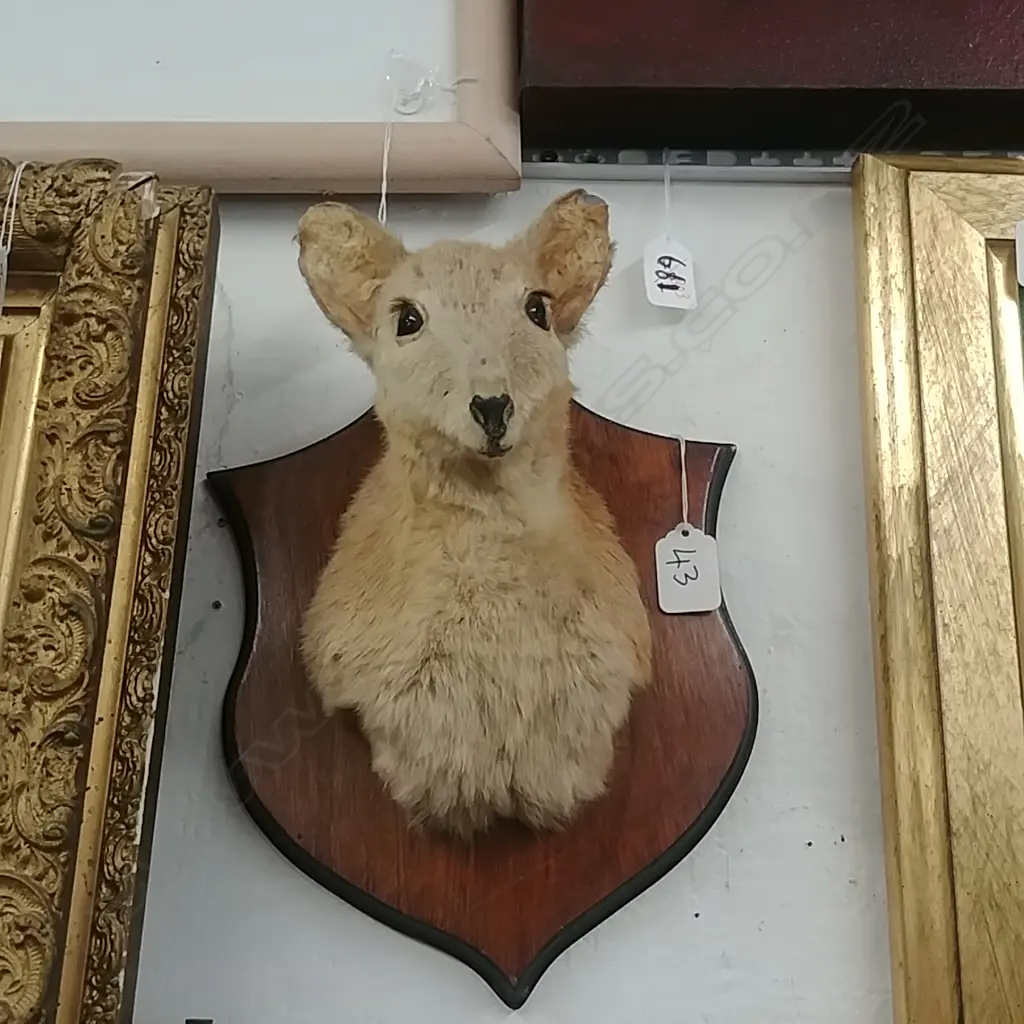 TAXIDERMY YOUNG WALLABY ON SHIELD Image 1++