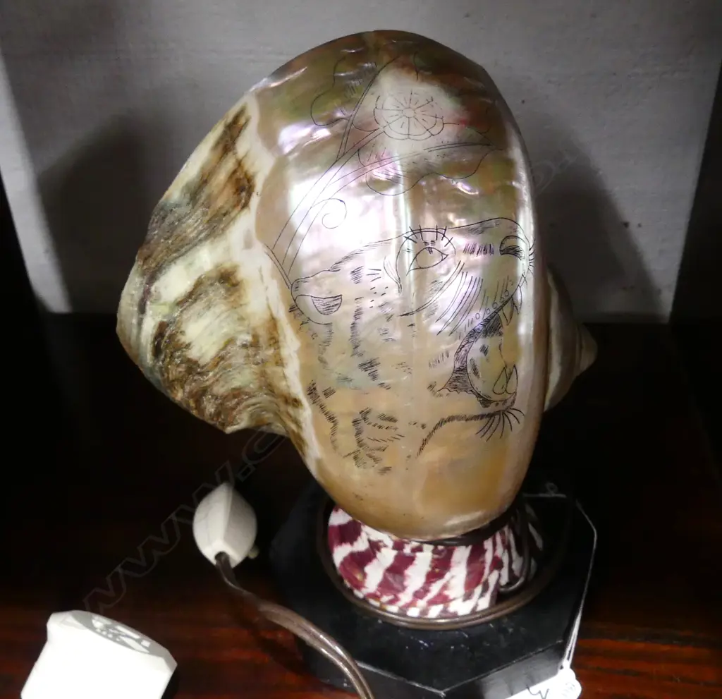 SHELL LAMP Image 1++