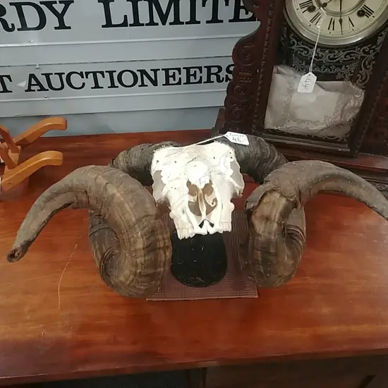 RAMS SKULL