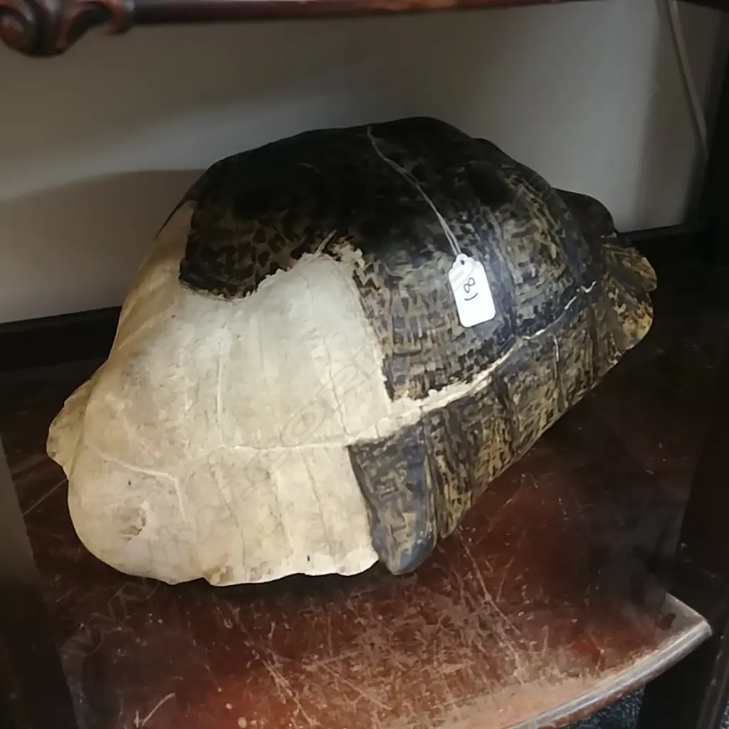 TORTOISE SHELL Image 1++