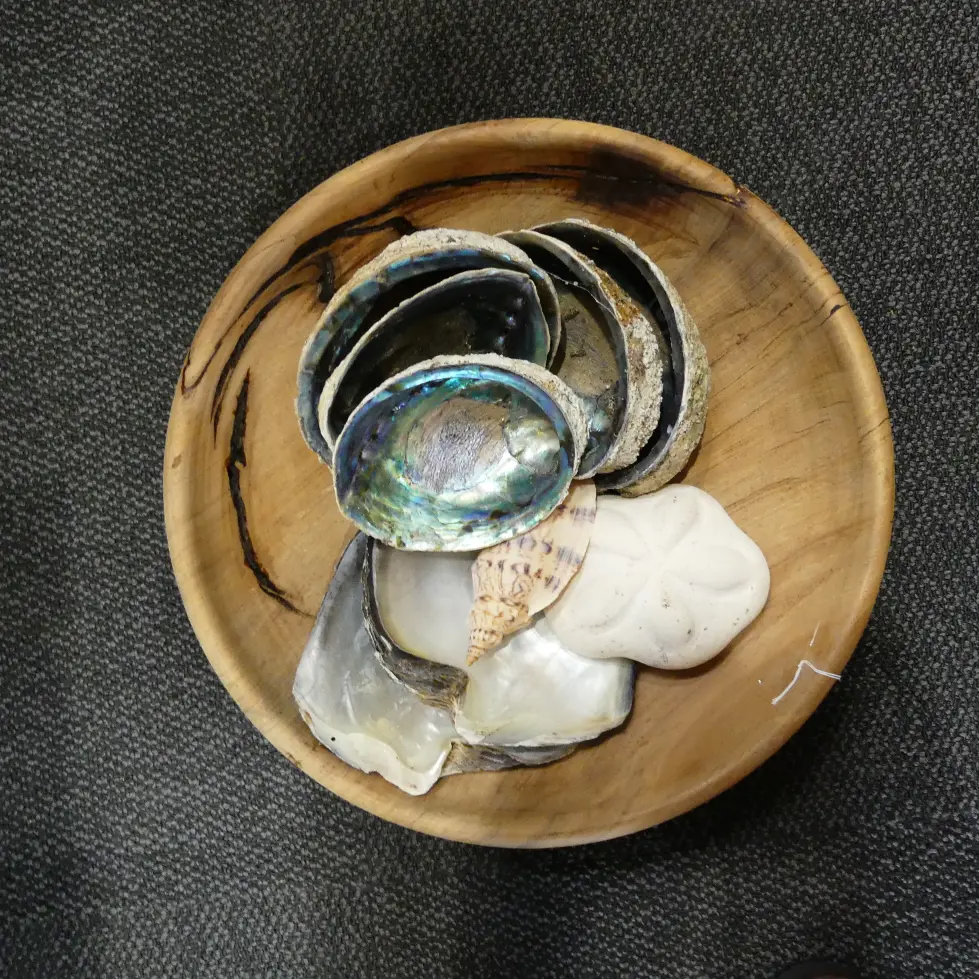 SWAMP KAURI BOWL+ASST SHELLS Image 1++