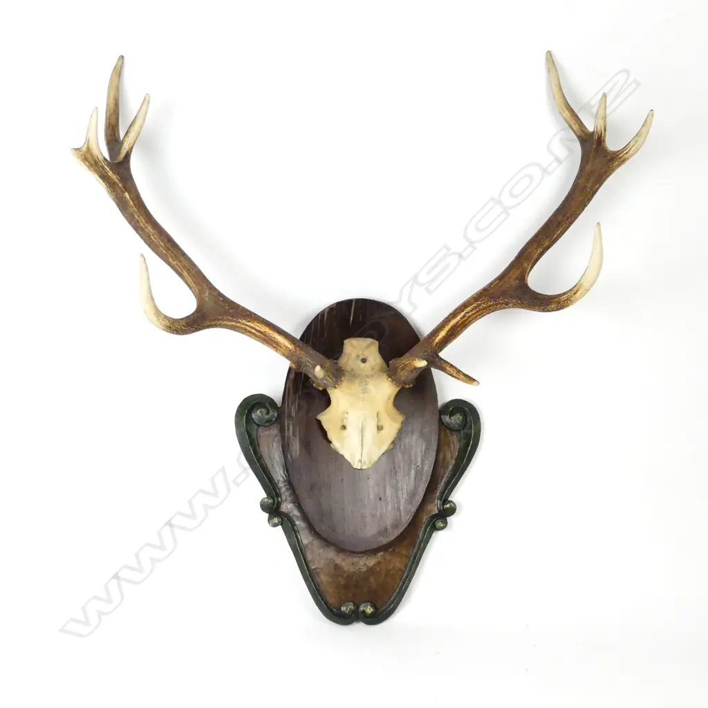 A pair of deer antlers Image 1++
