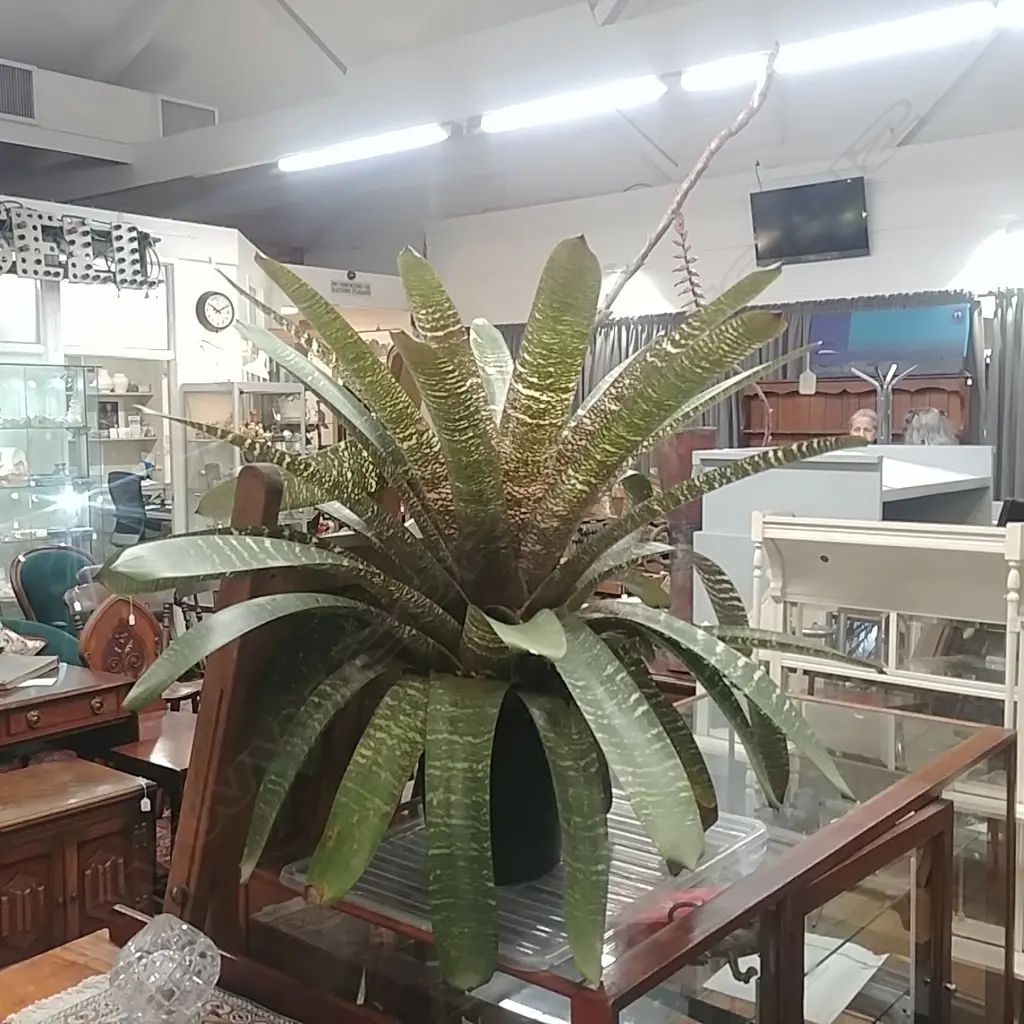 IMPRESSIVE AND LG BROMELIAD PLANT Image 1++