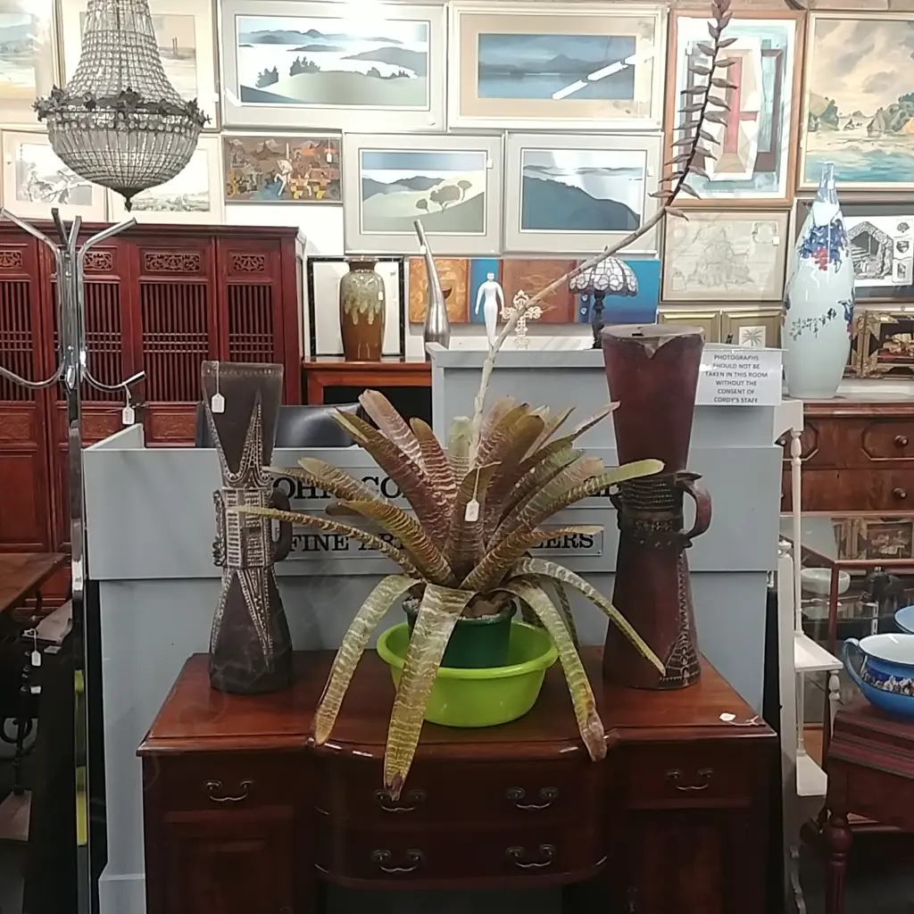 LARGE BROMELIAD PLANT Image 1++