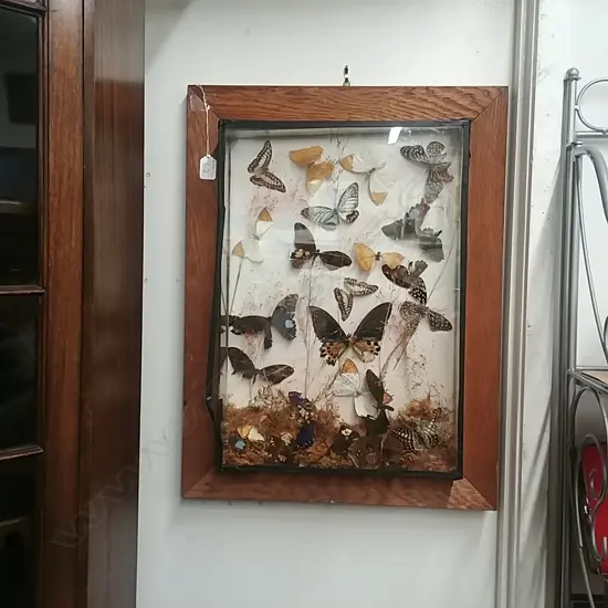 BUTTERFLY SPECIMEN CASE AF