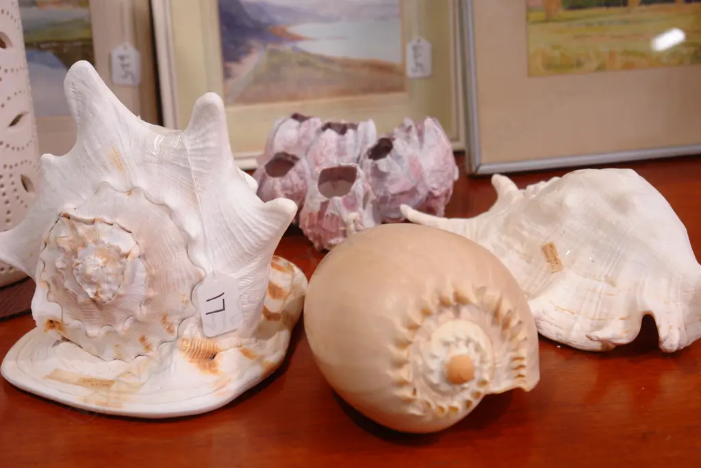 4 LARGE TROPICAL SHELLS Image 1++