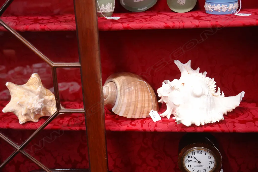 3 LARGE TROPICAL SHELLS Image 1++