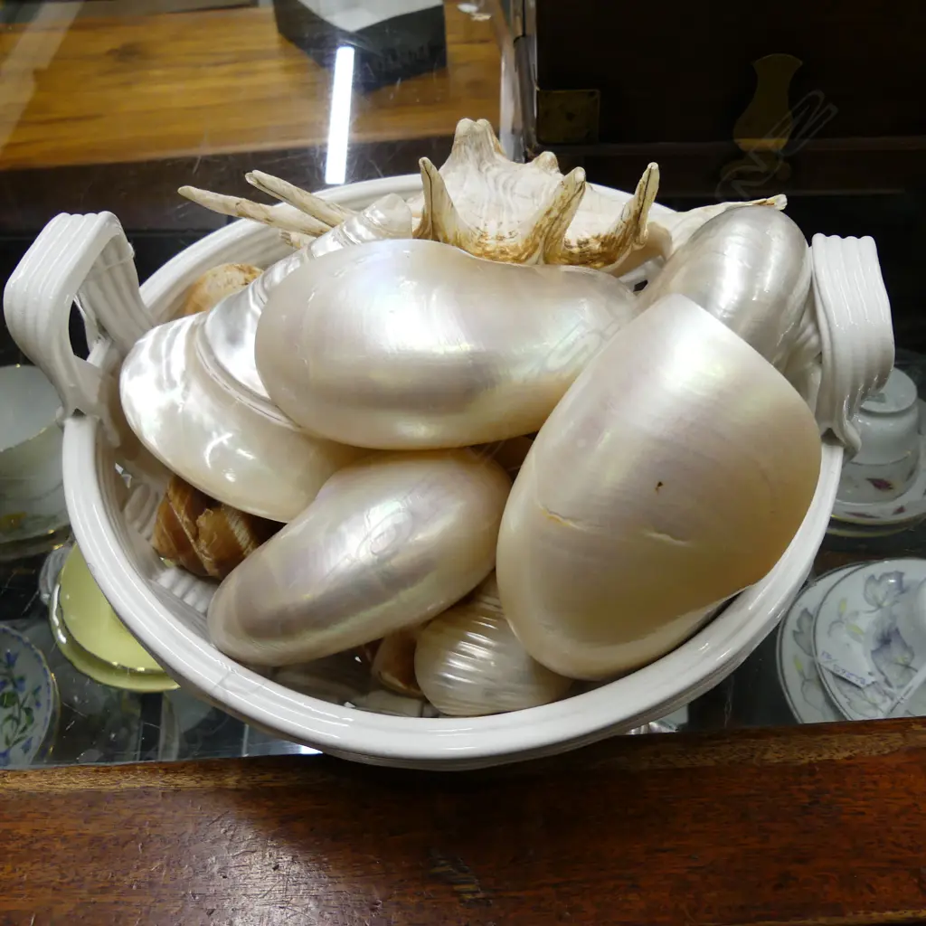 LATTICE BASKET W/ SHELL COLLECTION Image 1++