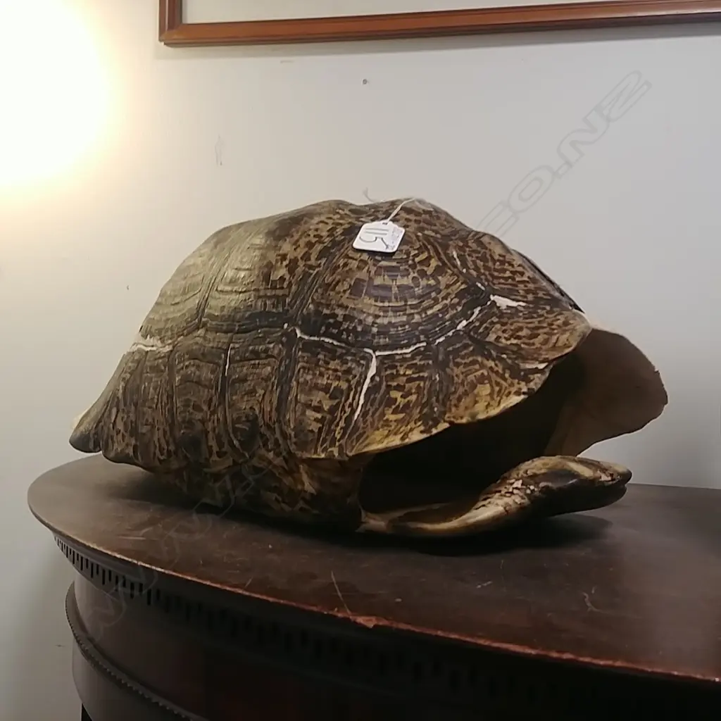 OLD TORTOISE CARAPACE WITH SOME SCUTE Image 1++