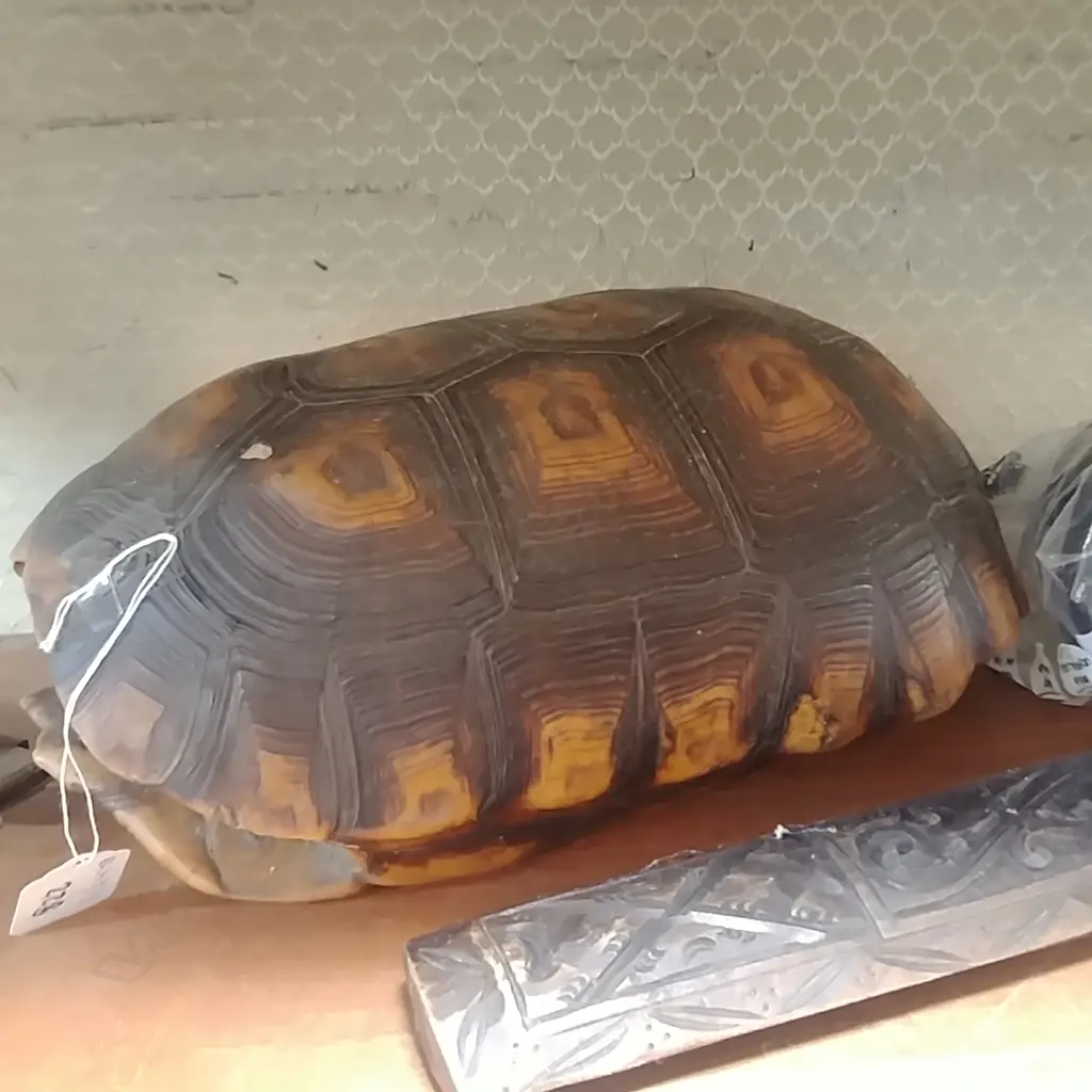 TURTLE SHELL Image 1++