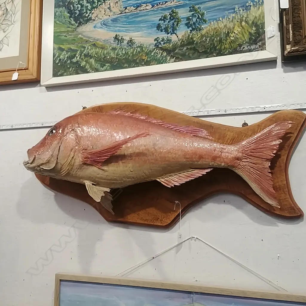 TAXIDERMIED SNAPPER Image 1++