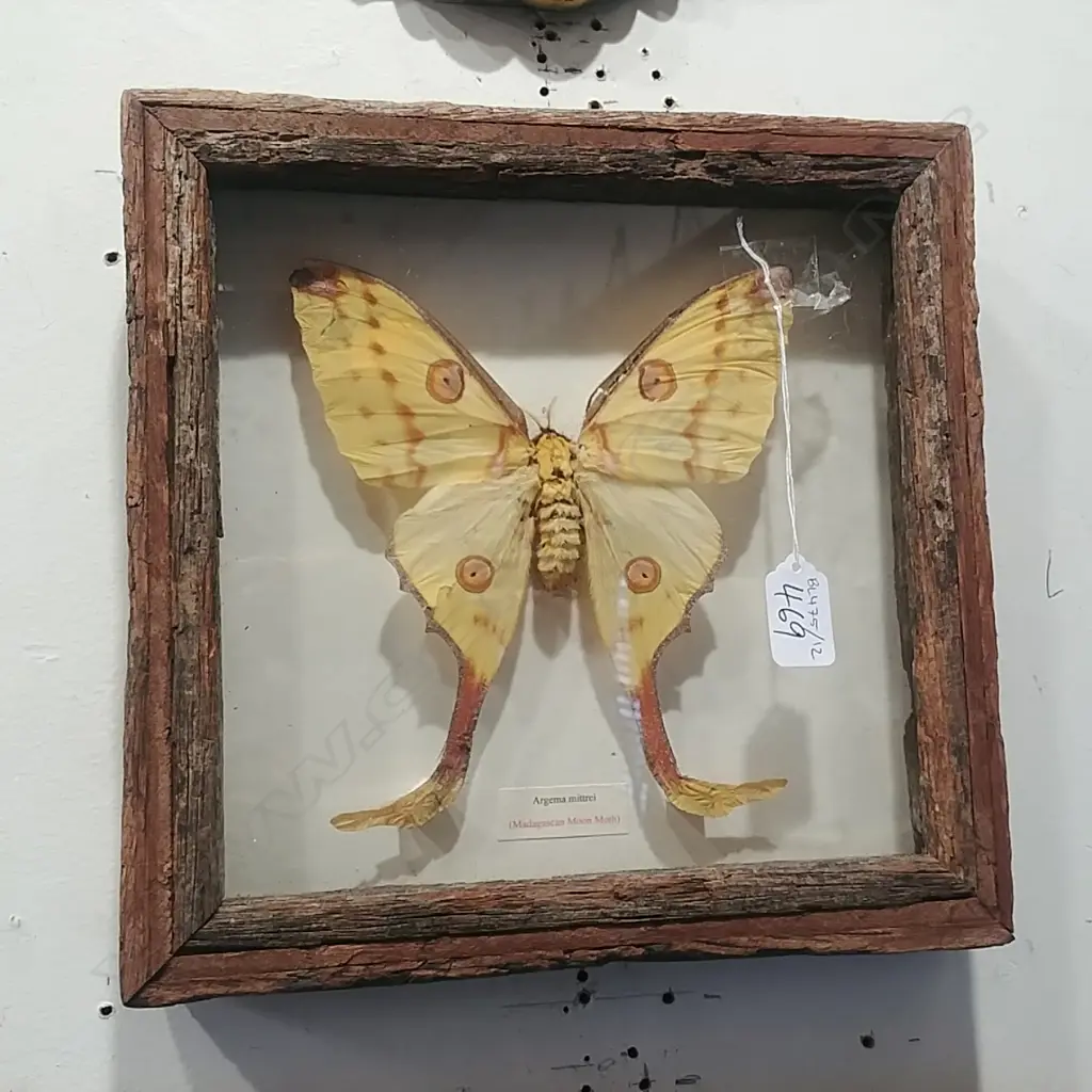 TAXIDERMY MOTH IN FRAME  Image 1++