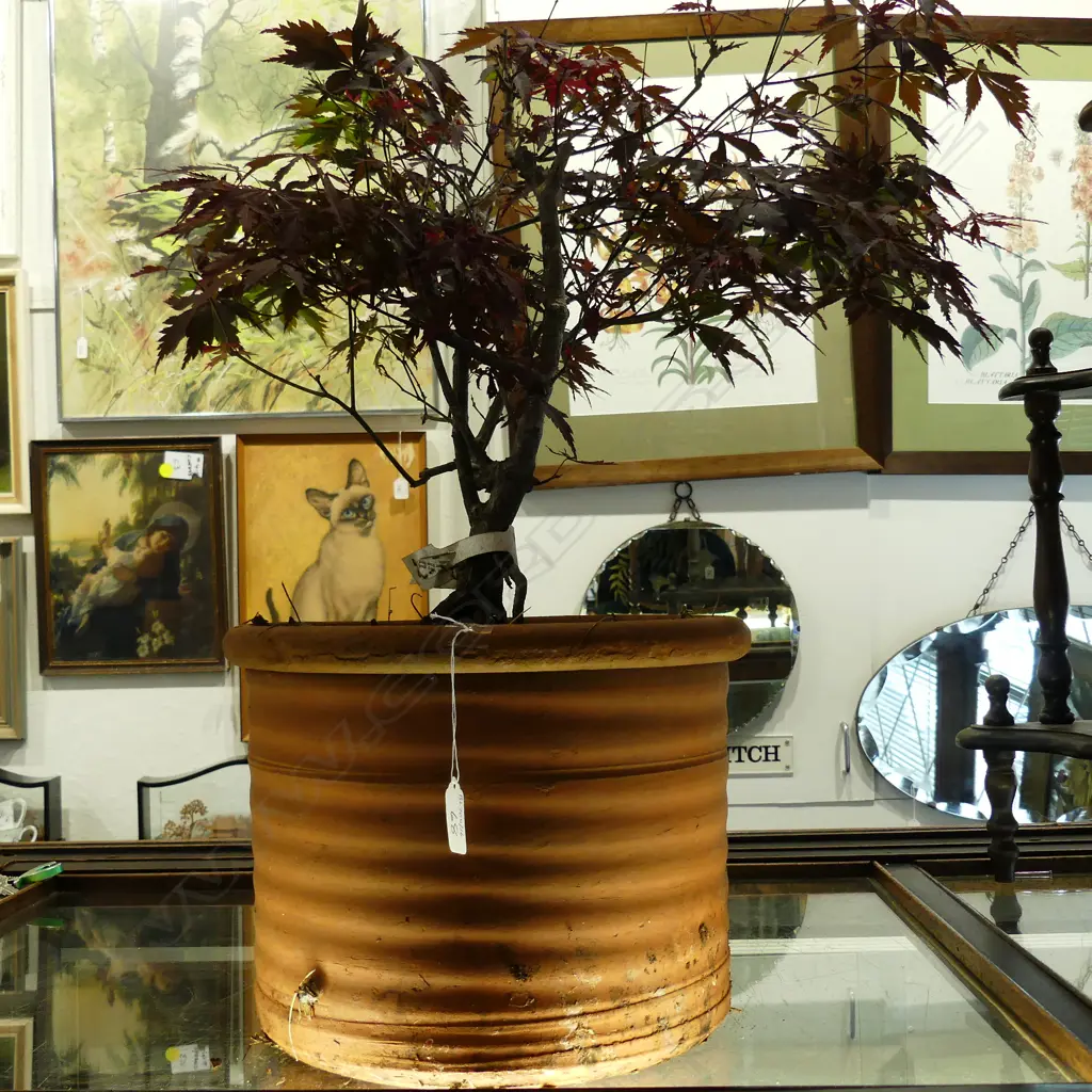 JAPANESE BONSAI MAPLE Image 1++