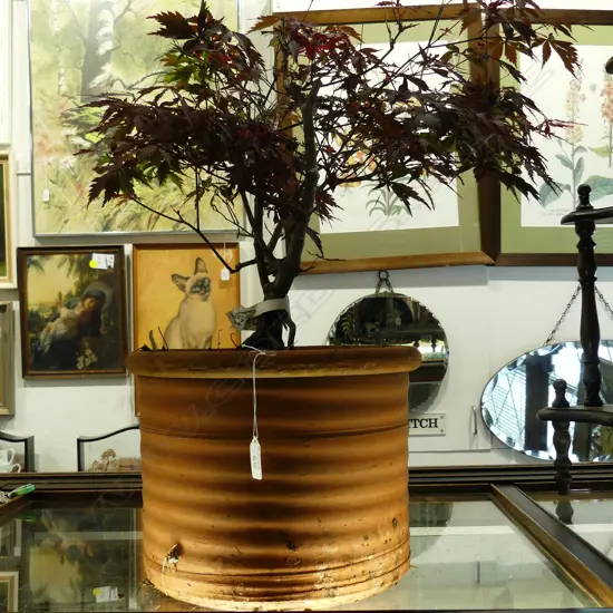 JAPANESE BONSAI MAPLE