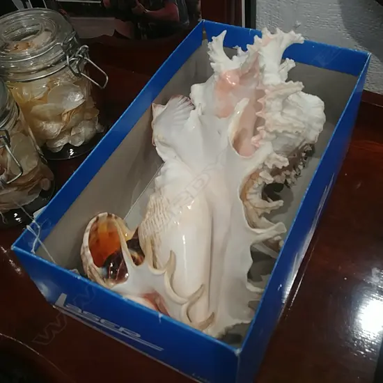 COLLECTION OF LARGE SHELLS 