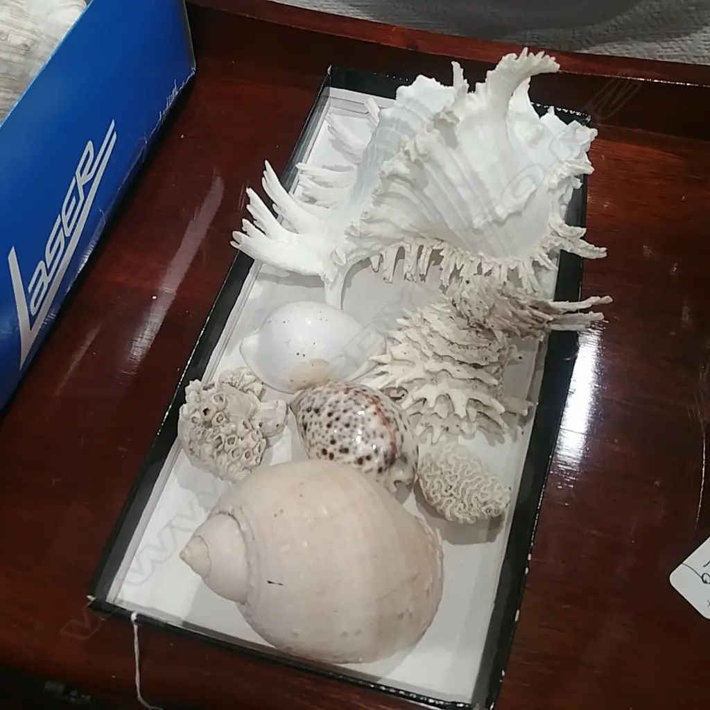 COLLECTION OF SHELLS Image 1++