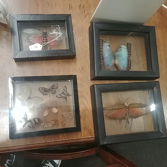 4 FRAMED BUTTERFLIES  AND GRASSHOPPER