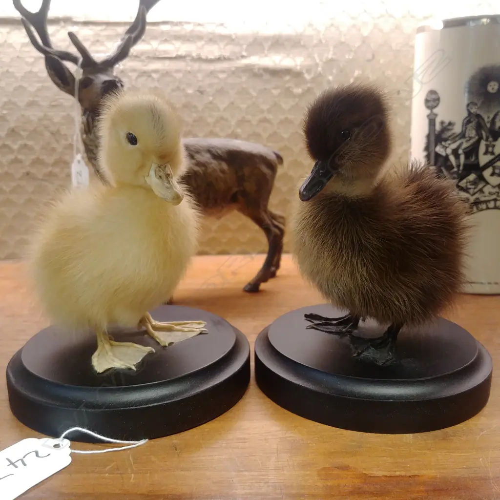 PAIR OF TAXIDERMY DUCKLINGS Image 1++