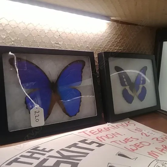 2 CASED TAXIDERMY BUTTERFLIES 