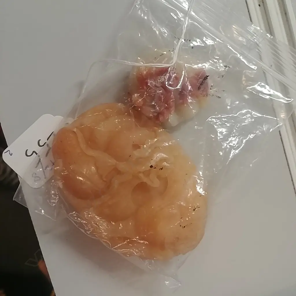 2 SMALL SOAPSTONE CARVINGS  Image 1++