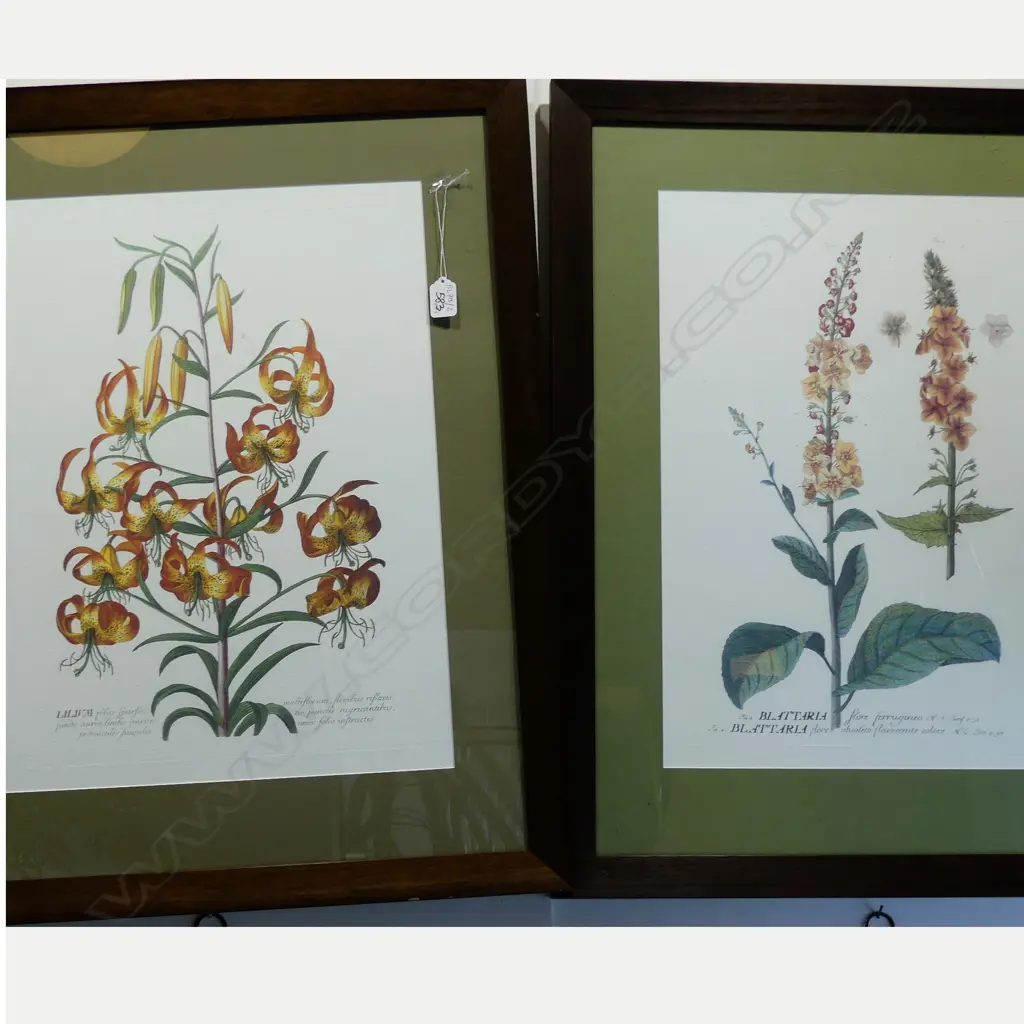 2 BOTANICAL PRINTS Image 1++