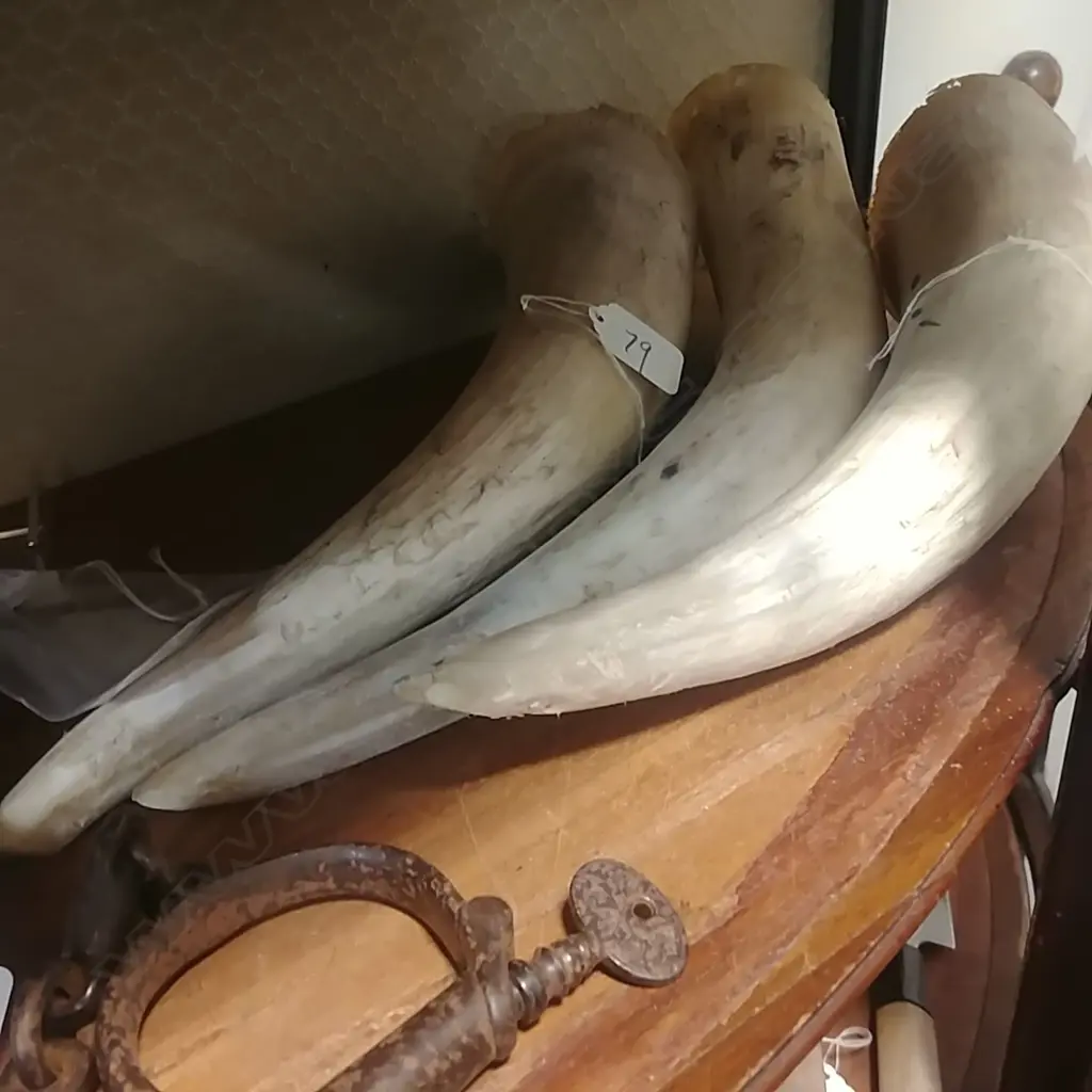 PR + 1 OX HORNS Image 1++