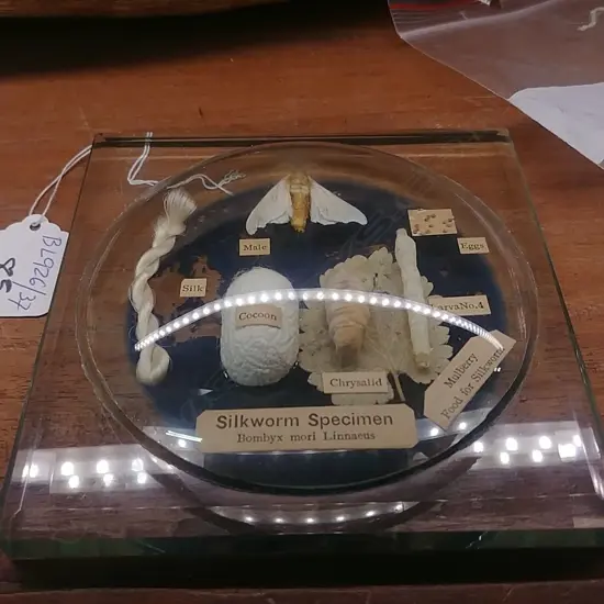 SILKWORM SPECIMEN